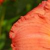 Hemerocallis 'Lori Ann Cook', flowers