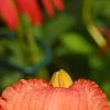 Hemerocallis 'Lori Ann Cook', flowers