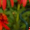 Hemerocallis 'Lori Ann Cook', flowers