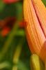 Hemerocallis 'Lori Ann Cook', flowers