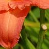 Hemerocallis 'Lori Ann Cook', flowers