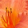 Hemerocallis 'Lori Ann Cook', flowers