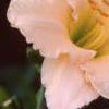 Hemerocallis 'Lullaby Baby', flowers