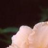 Hemerocallis 'Lullaby Baby', flowers