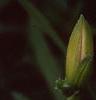 Hemerocallis 'Lullaby Baby', flowers