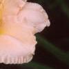 Hemerocallis 'Lullaby Baby', flowers