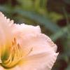 Hemerocallis 'Lullaby Baby', flowers