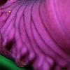 Hemerocallis 'Little Grapette', flowers