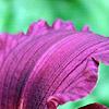 Hemerocallis 'Little Grapette', flowers