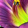 Hemerocallis 'Little Grapette', flowers
