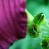 Hemerocallis 'Little Grapette', flowers