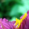 Hemerocallis 'Little Grapette', flowers
