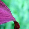 Hemerocallis 'Little Grapette', flowers