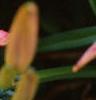 Hemerocallis 'Lake Norman', flowers