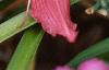 Hemerocallis 'Lake Norman', flowers