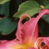 Hemerocallis 'Lake Norman', flowers