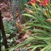 Hemerocallis 'Little Wine Cup', habit