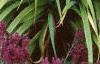 Hemerocallis 'Little Wine Cup', habit