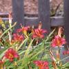 Hemerocallis 'Little Wine Cup', habit