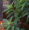 Hemerocallis 'Little Wine Cup', habit