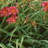 Hemerocallis 'Little Wine Cup', habit