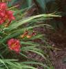 Hemerocallis 'Little Wine Cup', habit