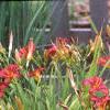 Hemerocallis 'Little Wine Cup', habit