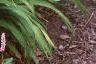 Hemerocallis 'Little Wine Cup', habit