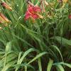 Hemerocallis 'Little Wine Cup', habit