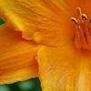 Hemerocallis 'Mauna Loa', flowers
