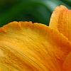 Hemerocallis 'Mauna Loa', flowers