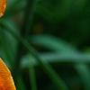 Hemerocallis 'Mauna Loa', flowers
