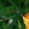 Hemerocallis 'Mauna Loa', flowers