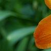 Hemerocallis 'Mauna Loa', flowers