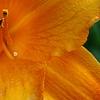 Hemerocallis 'Mauna Loa', flowers