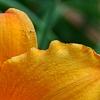 Hemerocallis 'Mauna Loa', flowers