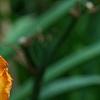 Hemerocallis 'Mauna Loa', flowers