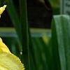 Hemerocallis 'Mary Todd', flowers