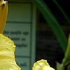 Hemerocallis 'Mary Todd', flowers