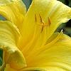 Hemerocallis 'Mary Todd', flowers