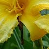 Hemerocallis 'Mary Todd', flowers