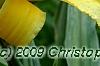 Hemerocallis 'Mary Todd', flowers