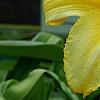 Hemerocallis 'Mary Todd', flowers