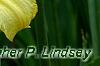 Hemerocallis 'Mary Todd', flowers