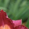 Hemerocallis 'Malasian Monarch', flowers