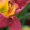 Hemerocallis 'Malasian Monarch', flowers