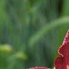 Hemerocallis 'Malasian Monarch', flowers