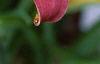 Hemerocallis 'Malasian Monarch', flowers