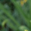 Hemerocallis 'Malasian Monarch', flowers
