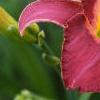 Hemerocallis 'Malasian Monarch', flowers